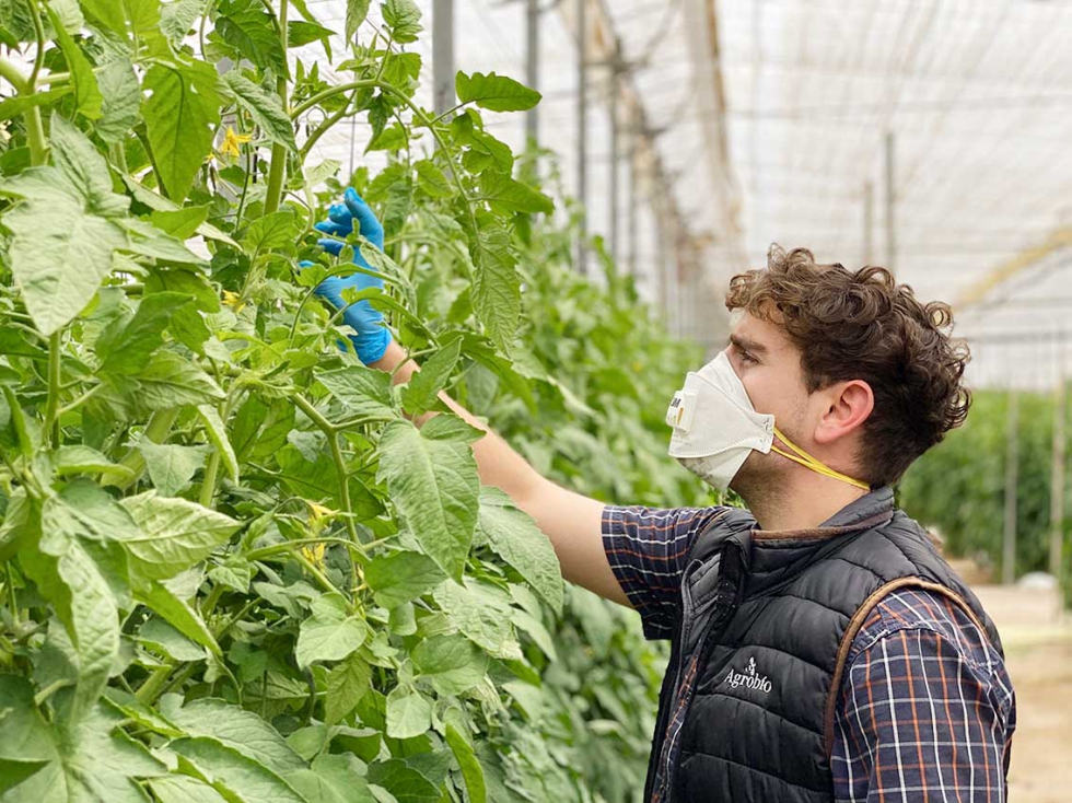 Tcnico de la empresa Agrobio en invernadero de tomate