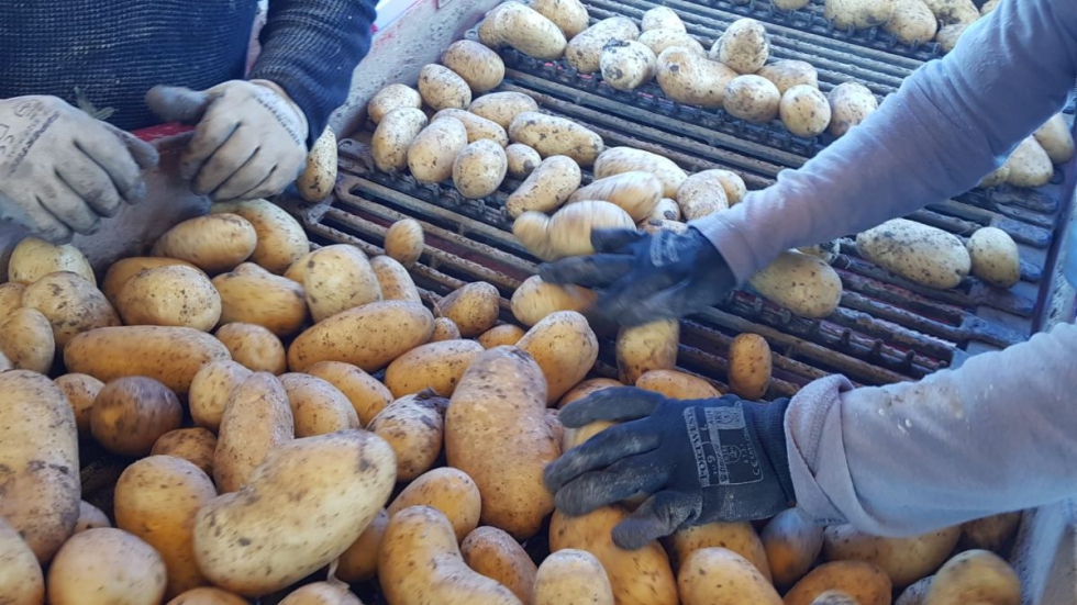 Udapa es una de las principales cooperativas dedicadas al cultivo y comercializacin de patata de calidad en Pas Vasco y otras zonas de Espaa...