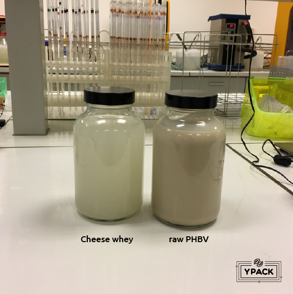 Soro de queijo (esquerda) e biomassa bruta PHBV (direita)
