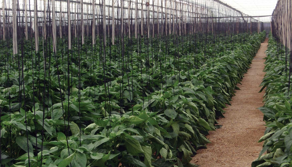 Los cultivos de invernadero hacen un uso sostenible de los recursos hdricos mediante una agricultura de precisin