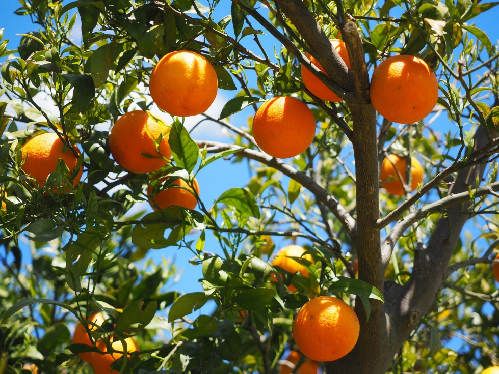 Campo de naranjos en el Levante espaol