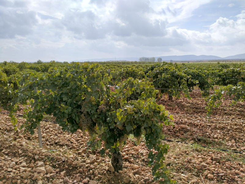 ASAJA denuncia que muchas bodegas pagan la uva por debajo del precio de produccin de los viticultores