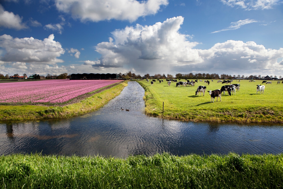 Imagen de un campo de cultivo y pasto en Holanda utilizada por la cooperativa FrieslandCampina en su promocin de la sostenibilidad en la actividad...