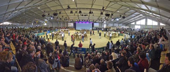 Concurso de ganado bovino durante la edicin de Sommet de l'levage 2008