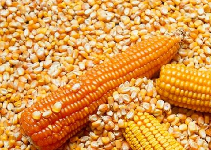 El maíz vuelve a subir de precio en la lonja de León y alcanza los 172 €/t  - Grandes cultivos
