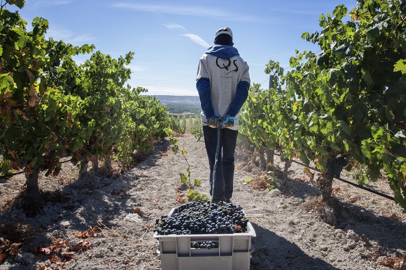 La bodega de La Ribera del Duero, que practica la vitivinicultura biodinmica, ha adelantado unos das la vendimia