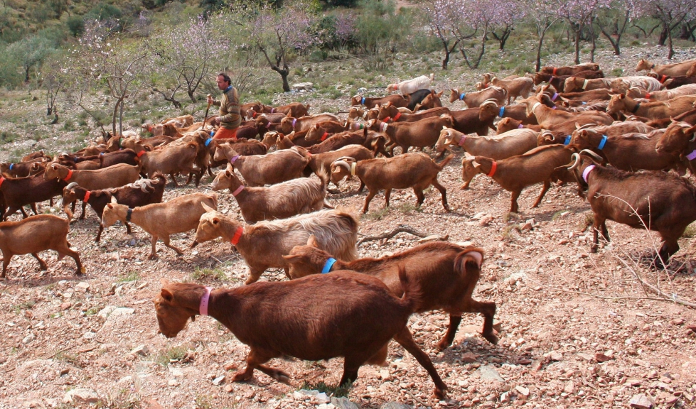 Un rebao de cabras de raza Malaguea pastorea en el campo