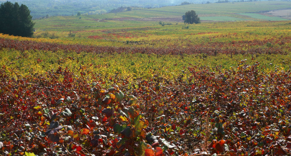 El nuevo Reglamento introduce importantes novedades en la D.O. Bierzo, como la inclusin de las variedades autctonas 'merenzao' y 'estaladia'...