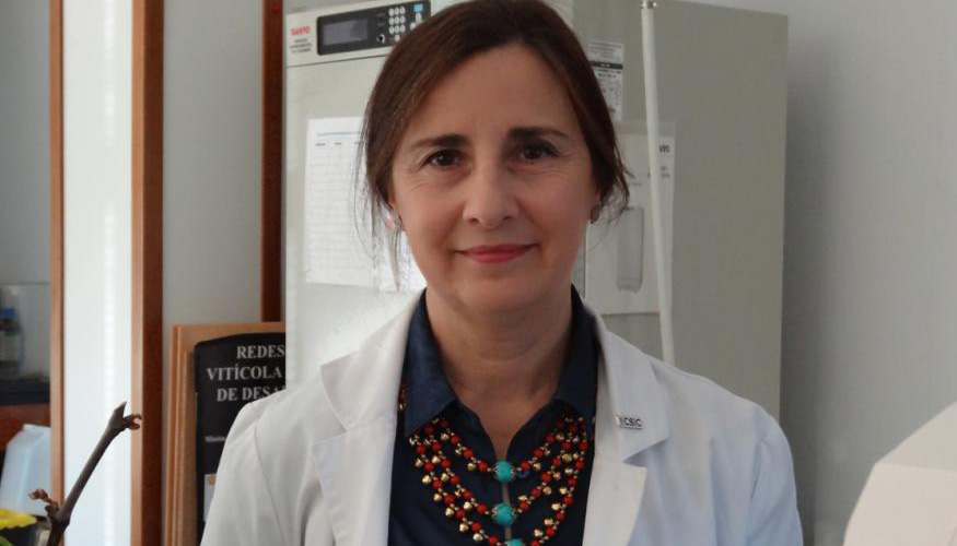 La Doctora M del Carmen Martnez Rodrguez, investigadora cientfica y directora del Grupo de Viticultura de la Misin Biolgica de Galicia del CSIC...