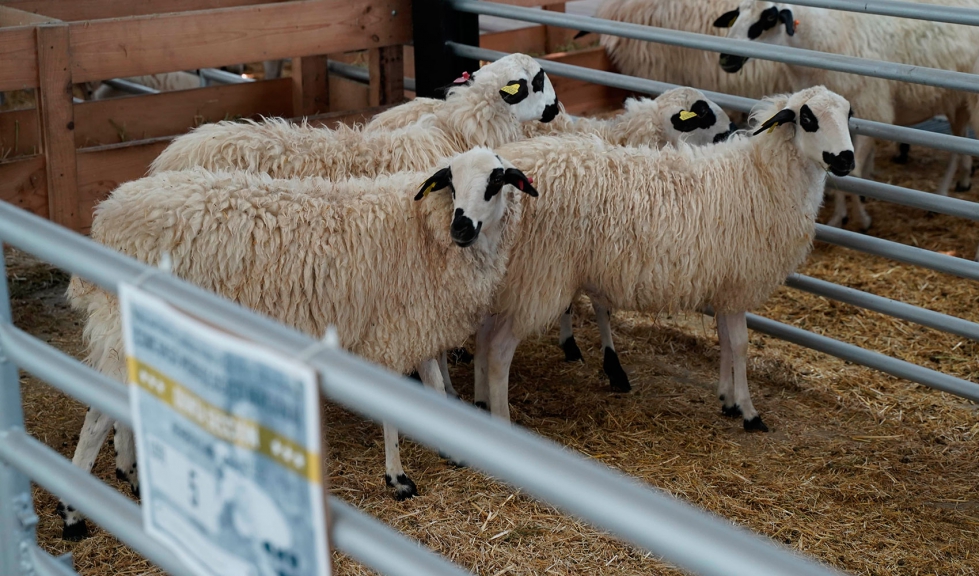 Animales participantes en el XXXIII Concurso Morfolgico de Raza Churra