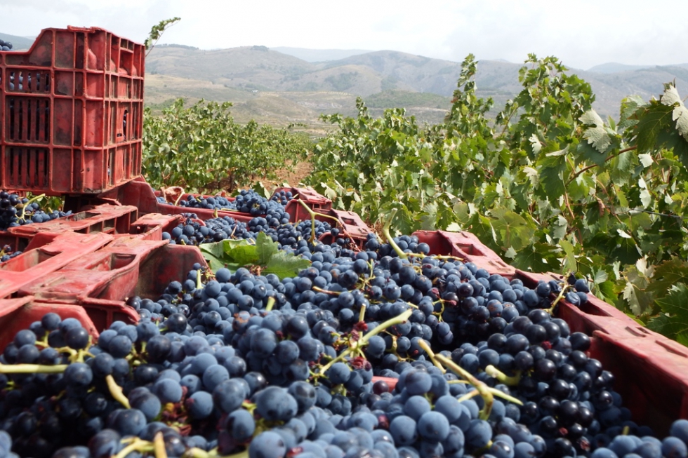 La vendimia en Almera est a punto de finalizar, mientras el sector se repone de la cada en las ventas de vino