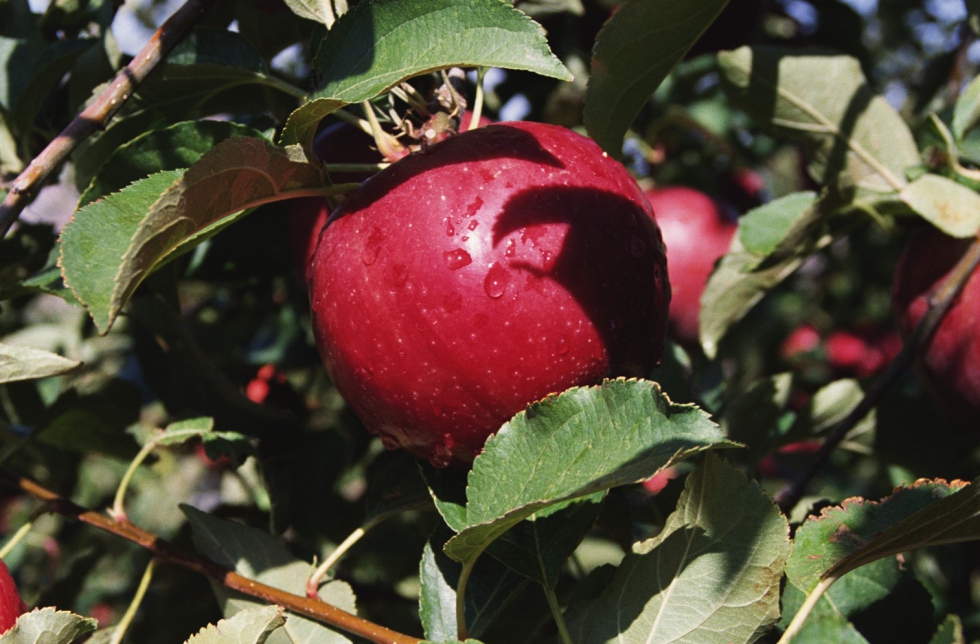 La recoleccin de manzanas en el valle del Segre se inici con dificultades por la incidencia del COVID-19...