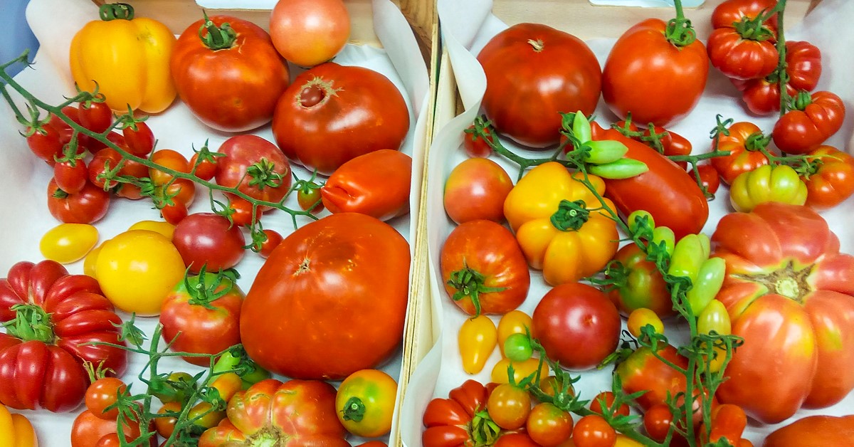 El proyecto recopilar y centralizar informacin gentica de las variedades de tomate para ponerla a disposicin de investigadores...
