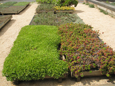 Different possibilities for green roofs