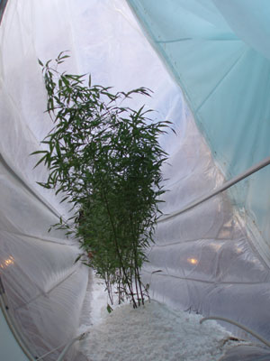 Tube nature is air suspended, hydroponic growing. The three projects are Burs