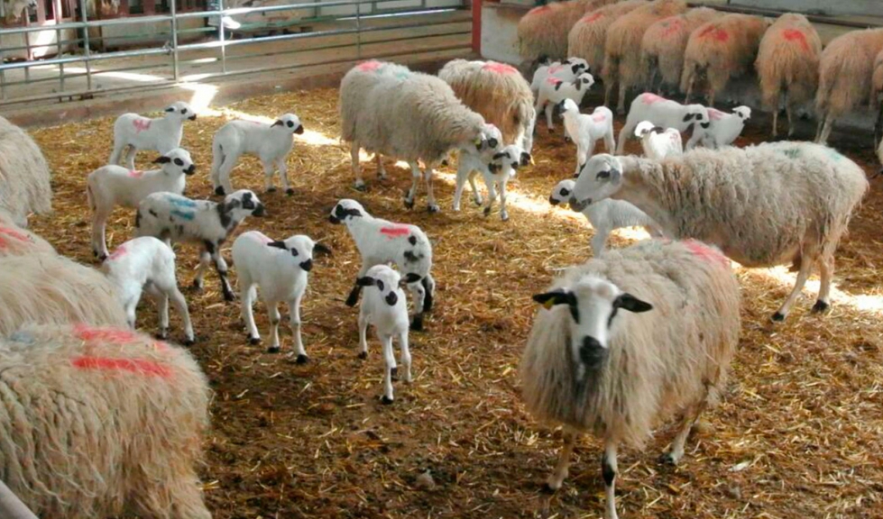 Corderos de raza Churra en una explotacin ganadera