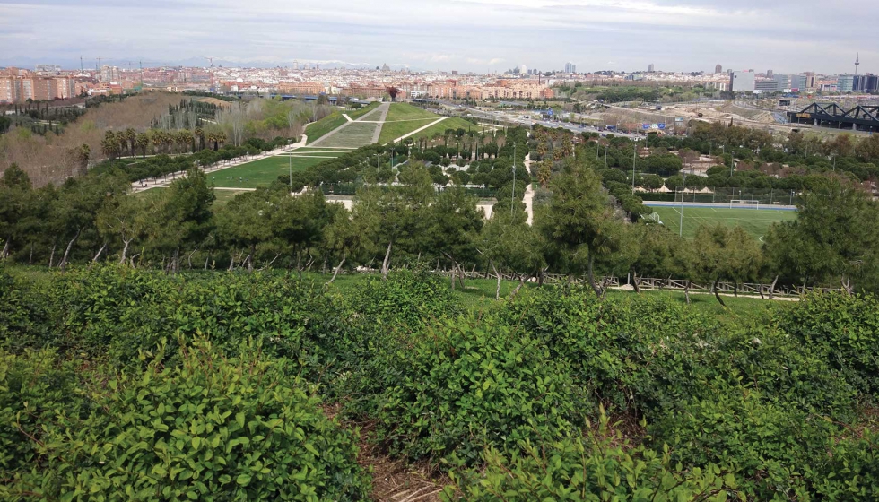 En 2019 Madrid fue reconocida como Ciudad Arbrea del Mundo por la FAO y la Fundacin Arbor Day y pretendemos continuar incrementando nuestro...
