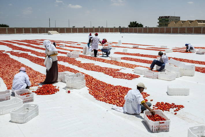 Secado de tomates en Egipto. Fuente: FAO