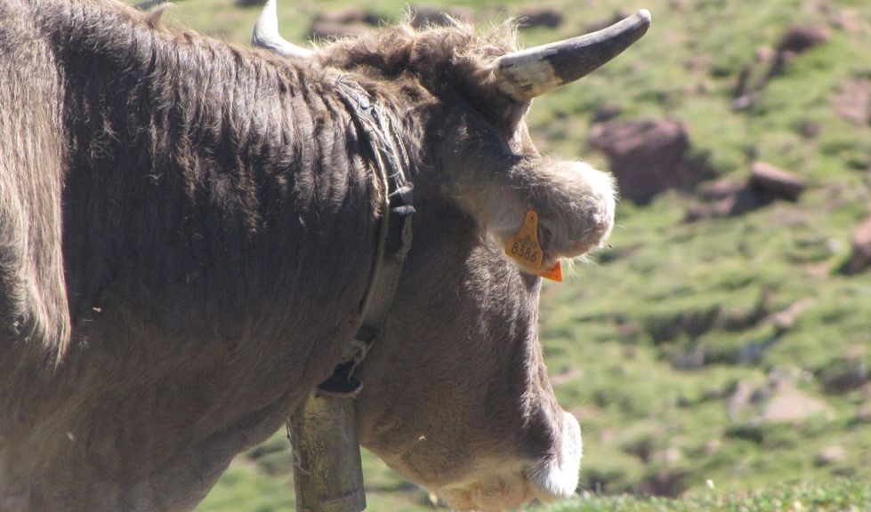 La descripcin se realiz en una explotacin de vacuno de carne del Pas Vasco