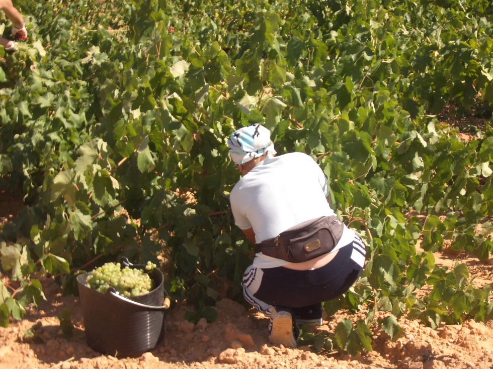 La vendimia en la Comunidad Valenciana se desarrolla sin que los viticultores tengan claro qu precio van a cobrar por la uva...