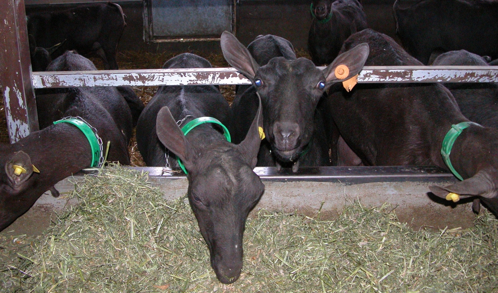 Alimentaci�n de cabras de raza Murciano-Granadina