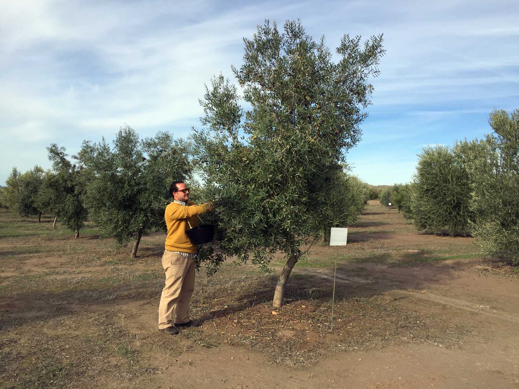 El estudio plantea una gua que ayudar al agricultor a determinar qu variedad se adaptar mejor a un rea geogrfica para obtener el mejor producto...