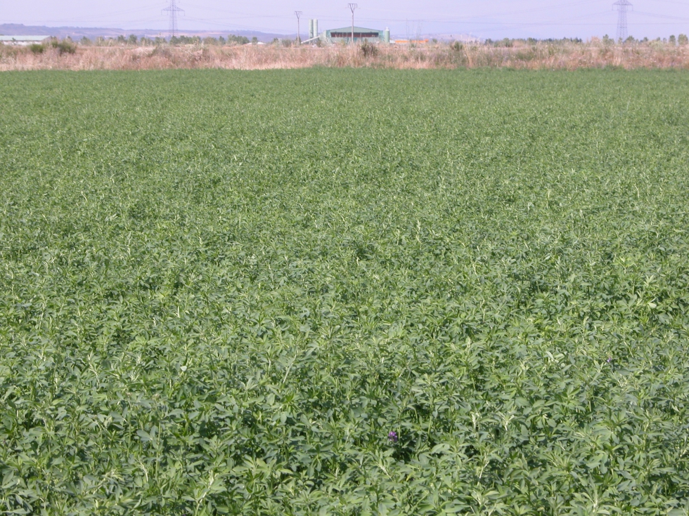 Los campos de alfalfa de secano, mayoritarios en Castilla y Len, podrn acogerse al seguro de sequa