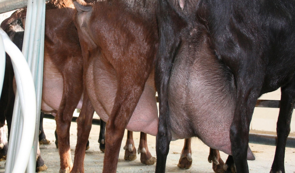 Cabras de raza Murciano-Granadina durante un ordeo