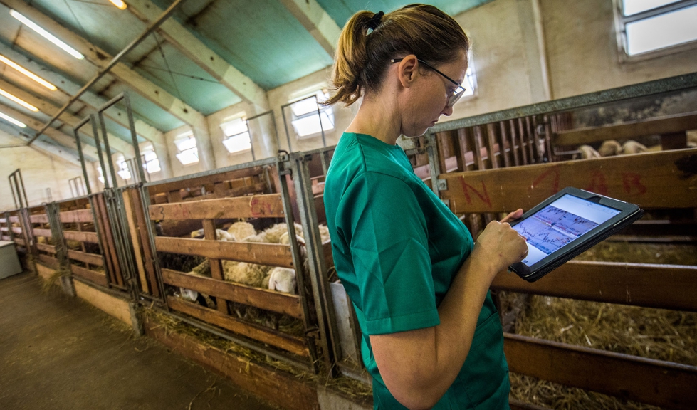 Una veterinaria consulta su 'tablet' en una explotacin ganadera