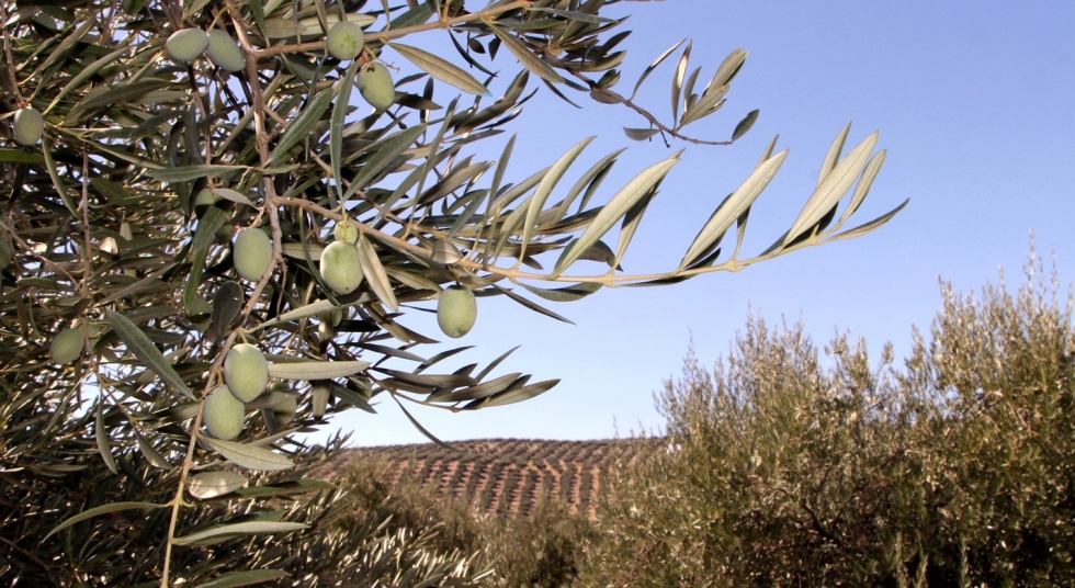 El programa de tratamientos de Syngenta para olivar lleva ya aplicndose ms de seis aos en una finca de ensayo en Santo Tom (Jan)...
