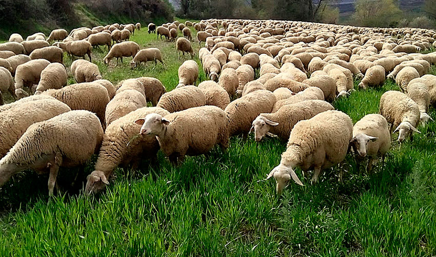 Un rebao de Rasa Aragonesa pasta en una pradera