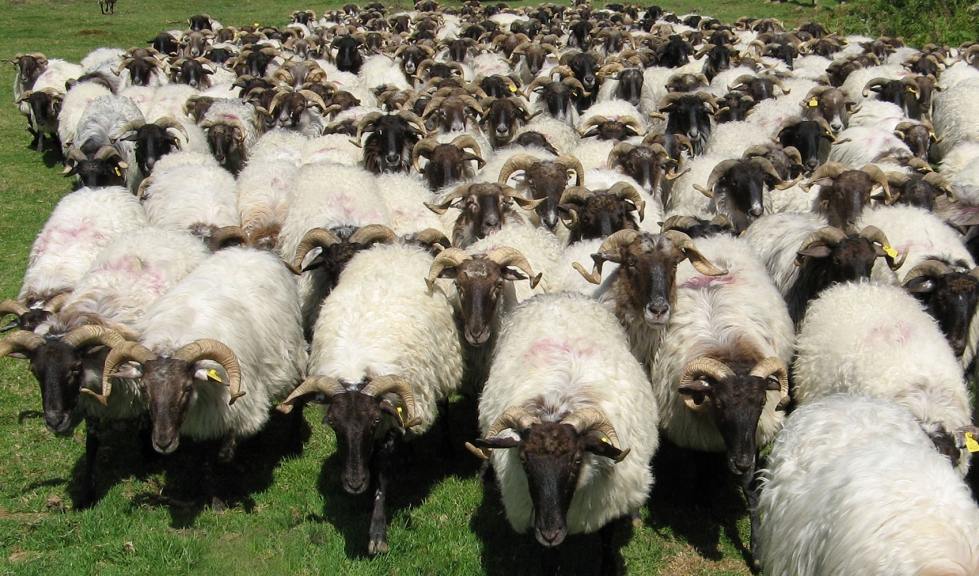 Rebao de ovejas de raza Latxa Cara Negra