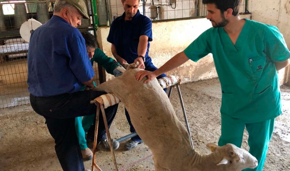 Inseminaci�n artificial en una oveja de Merina de Grazalema