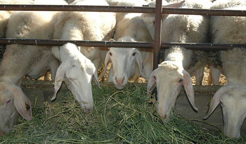 Varias ovejas se alimentan en un comedero de una explotacin ganadera
