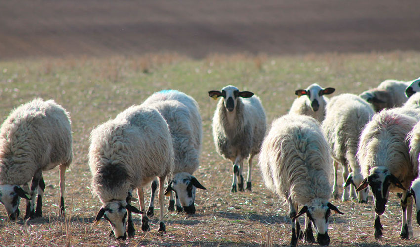 Ovejas de raza Churra en el campo