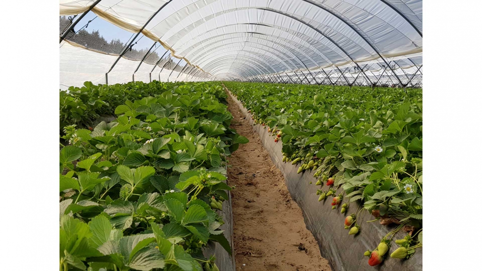 El proyecto tambin tiene previsto disminuir un 10% el empleo de fertilizantes respecto a la prctica habitual en el cultivo de estos frutos rojos...