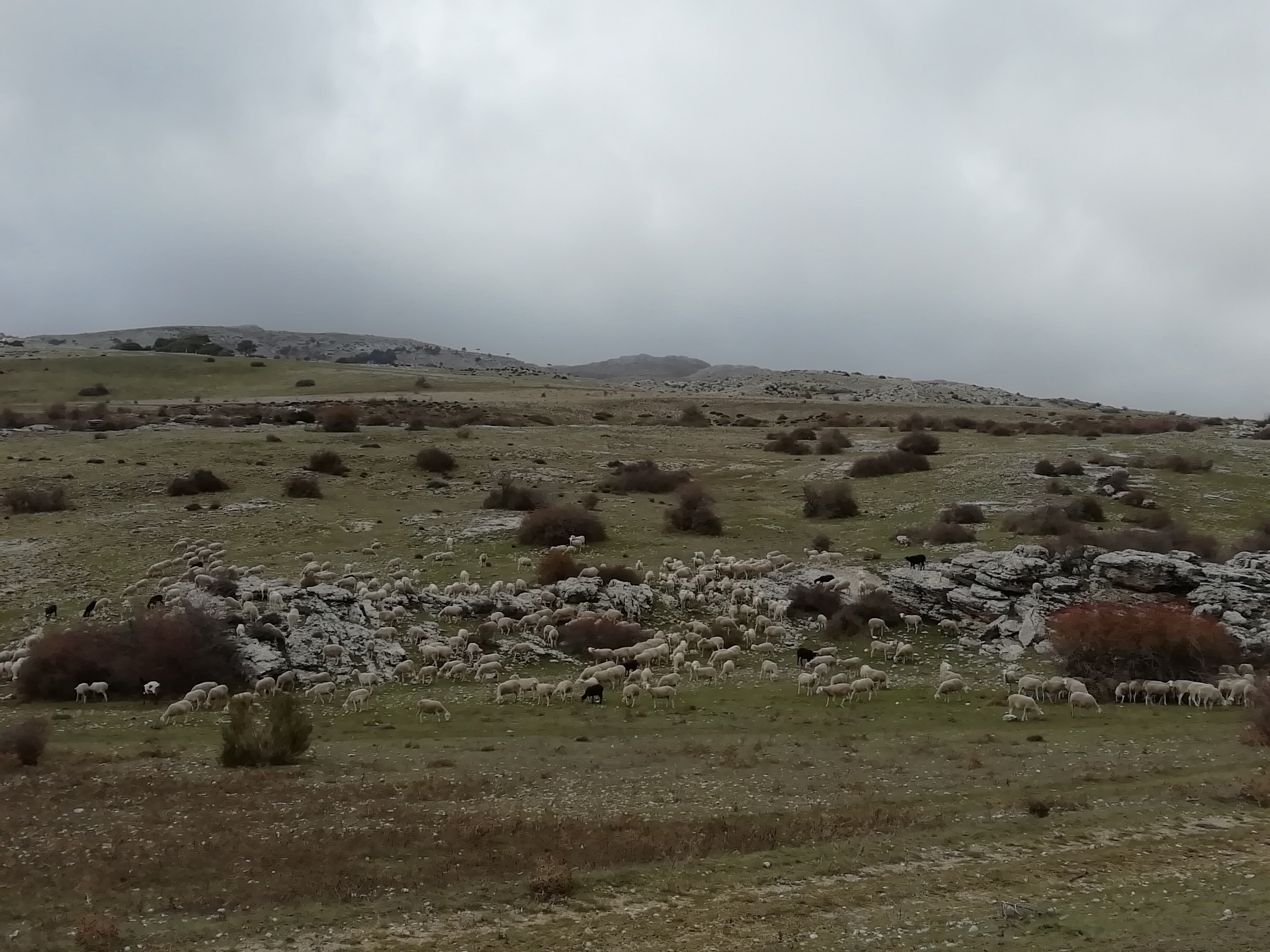 Fotografía 1. Rebaño de ovino segureño trashumante en los Campos de Hernán Perea (Sierra de Segura, Jaén)