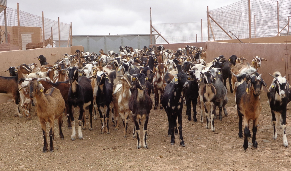Explotaci�n de la raza caprina Majorera