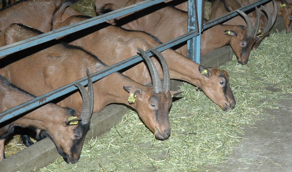 Cabras de raza Alpina se alimentan en una explotacin ganadera