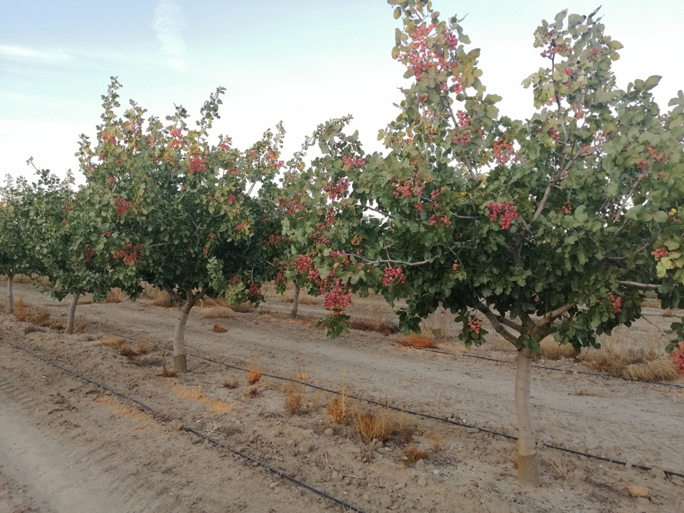 Plantaci�n de pistacho en la provincia de Valladolid