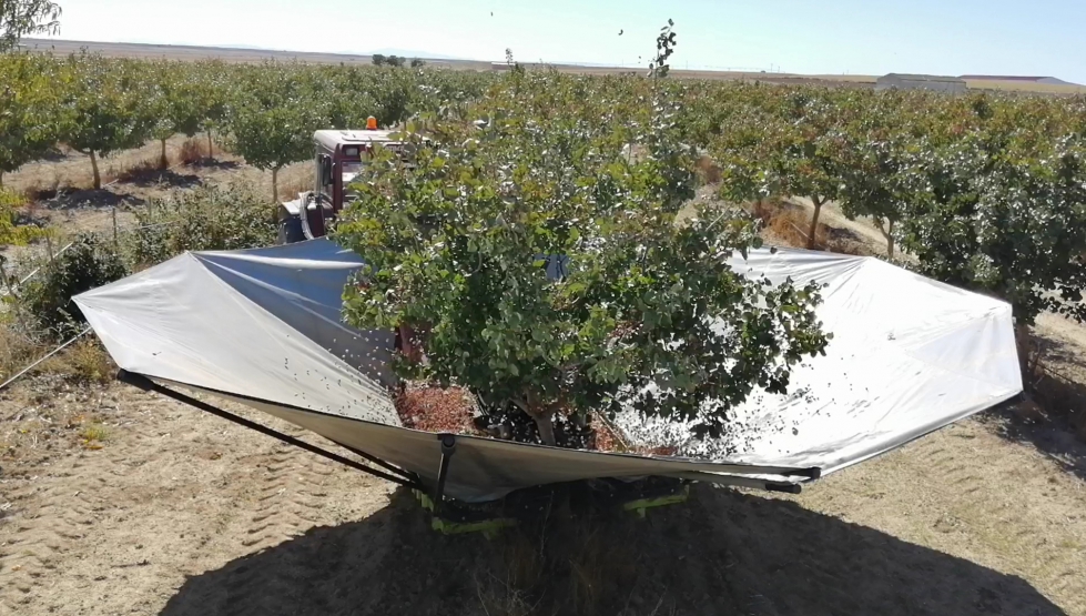 Recolecci�n de pistacho