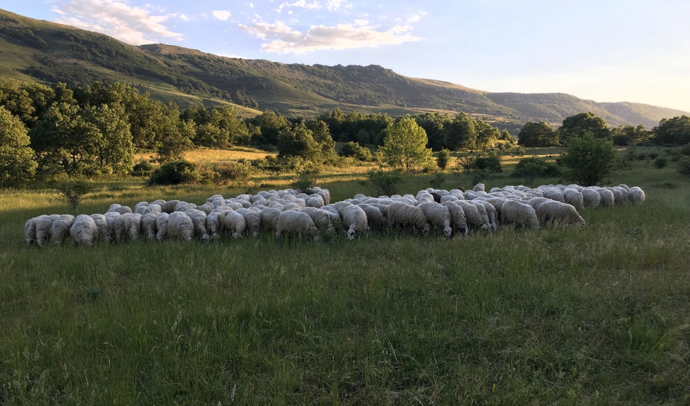 Un rebao de ovejas pasta en el campo
