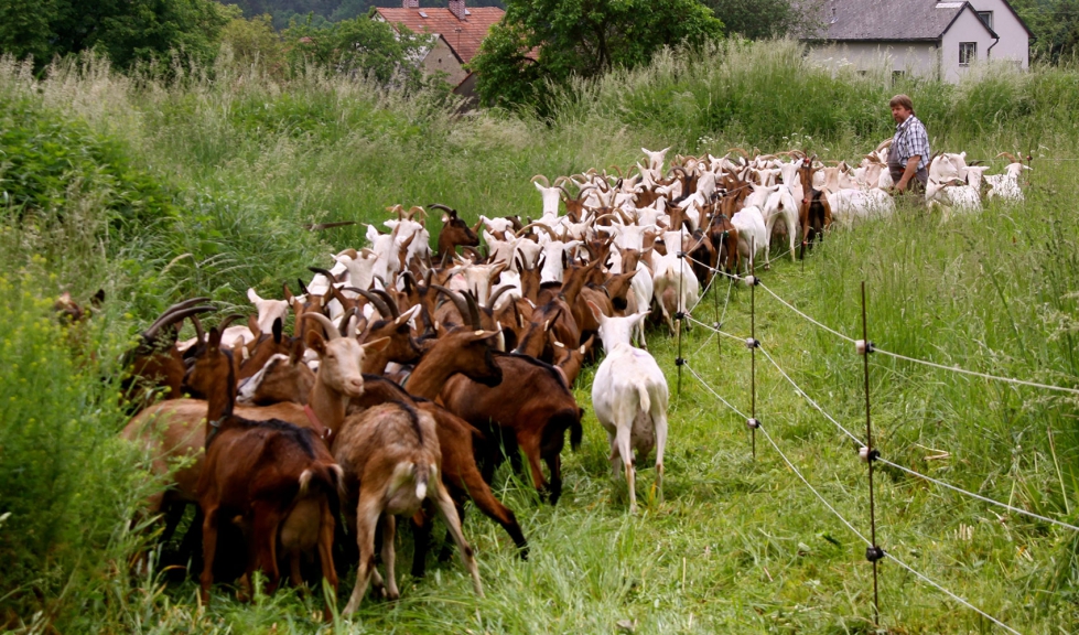 Un rebao de cabras transita por una zona con amplia vegetacin