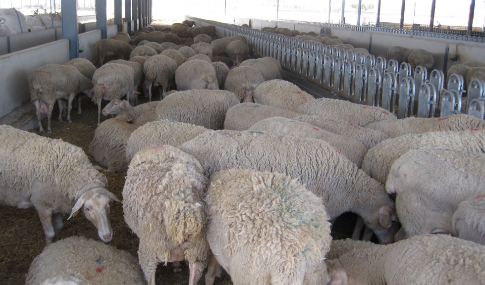 Interior de una explotacin ovina instalada en la Comunidad Valenciana