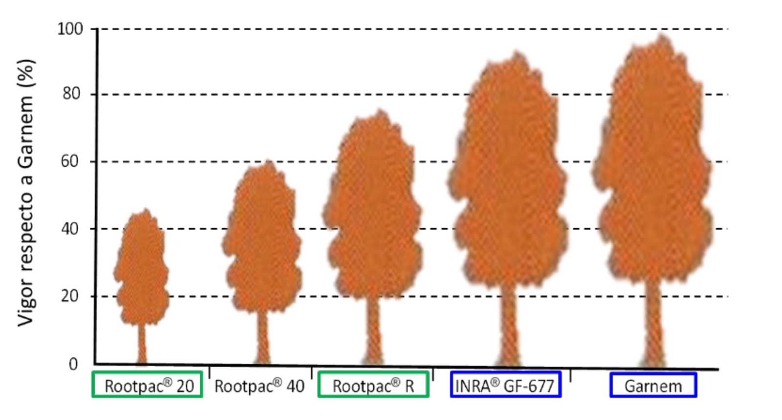 Figura 6: Vigor conferido por diferentes patrones de la serie 'Rootpac', con respecto a los de referencia: Garnem y GF-677...