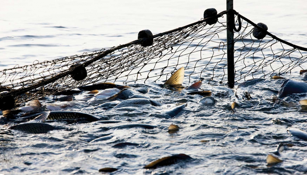 La falta de transparencia, trazabilidad y cumplimiento no solo impiden un sistema totalmente eficaz para controlar la pesca ilegal en aguas de la UE...