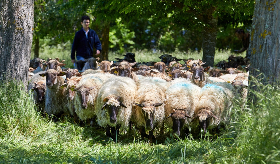 Un rebao de ovejas de raza Latxa