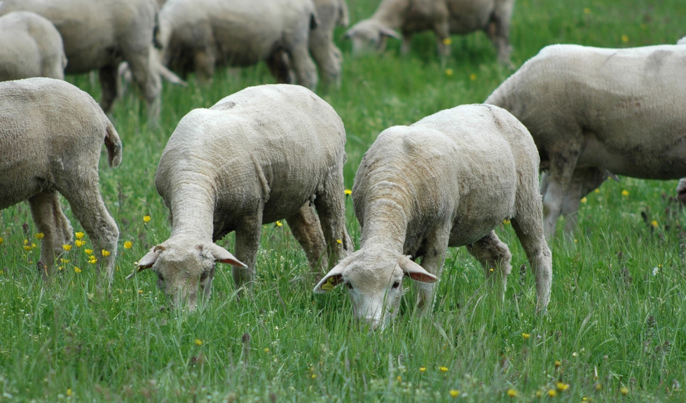 Varios corderos se alimentan en una zona de pasto