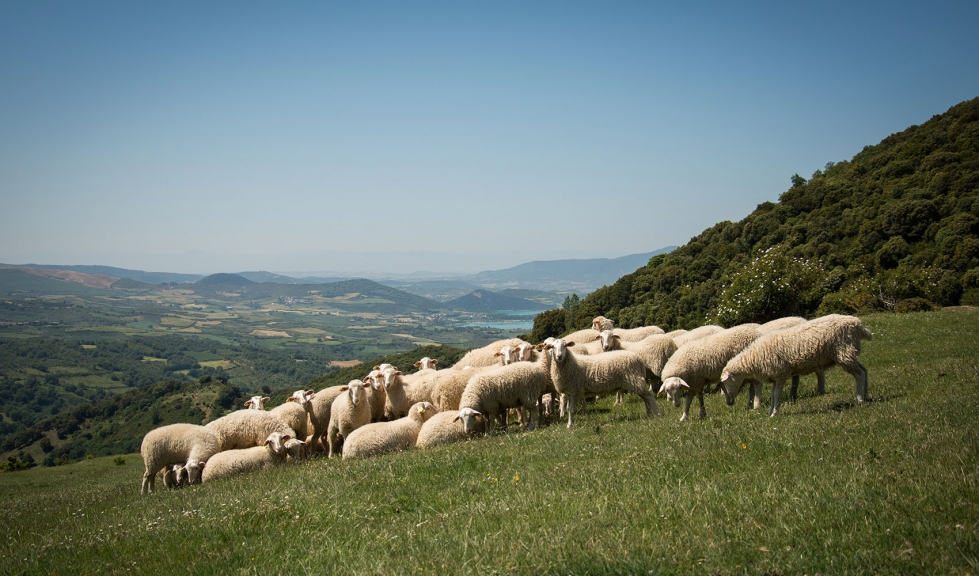 Rebao ovino en Navarra
