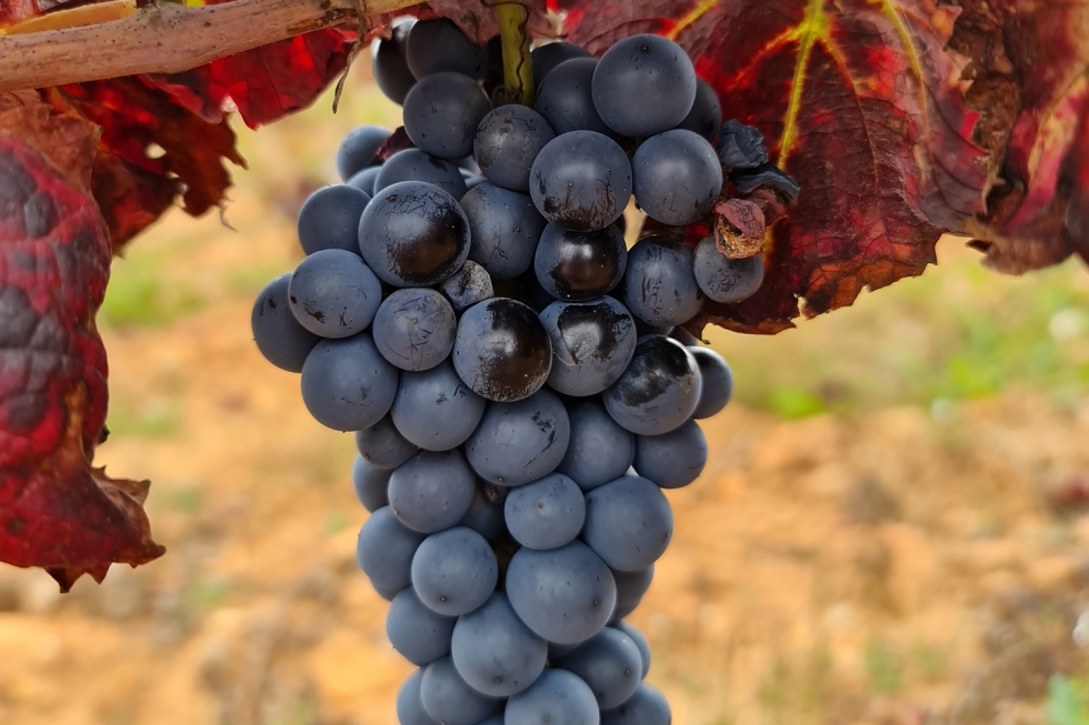 2020 pasar a la historia como el primer ao en el que se inicia la elaboracin de claretes y vinos de las variedades Estaladia y Merenzao bajo el...